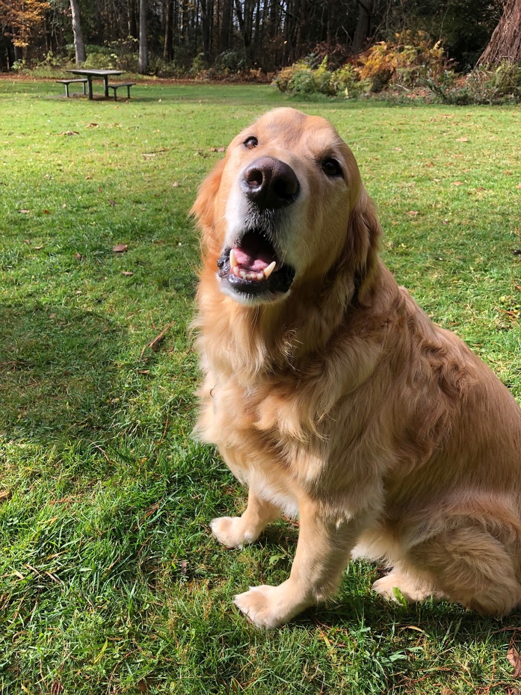 Charlie and Co. Dog Walking & Other Adventures | 25027 Robertson Crescent, Langley Twp, BC V4B 2X9, Canada | Phone: (604) 786-2570