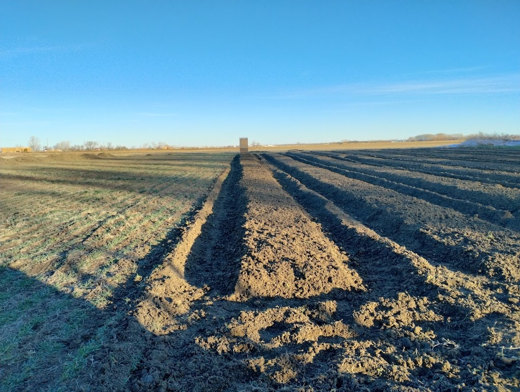 DeGraaf Garlic | 92028 Range Rd 205, Lethbridge County, AB T1J 5R1, Canada | Phone: (403) 382-1042