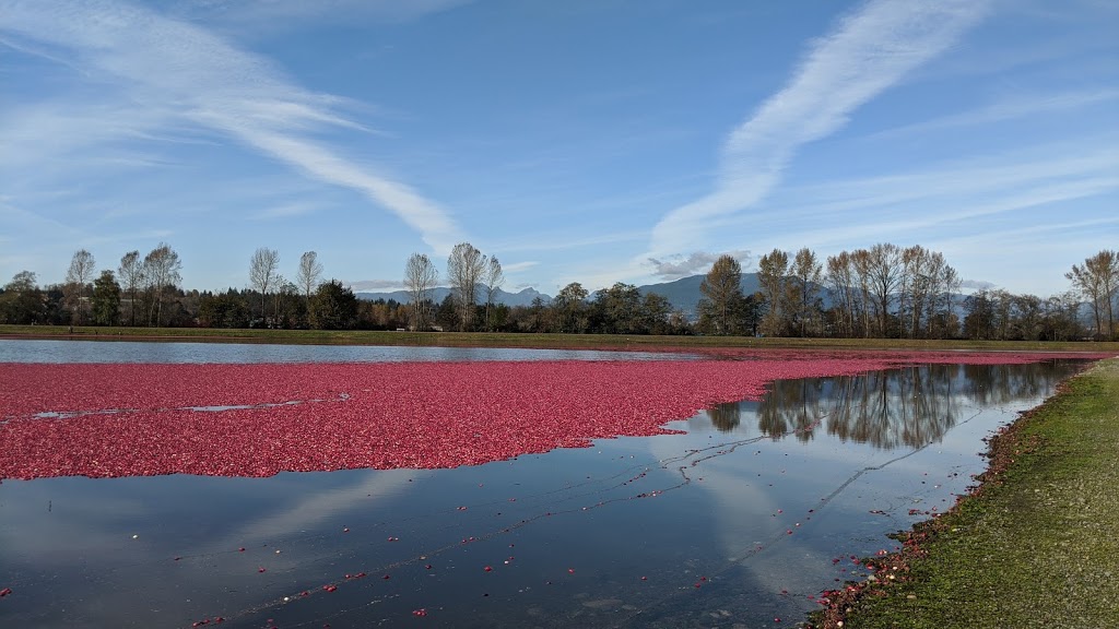 Highland Redi-Green Turf Farm | 16897 Windsor Rd, Pitt Meadows, BC V3Y 1Z1, Canada | Phone: (604) 465-9812