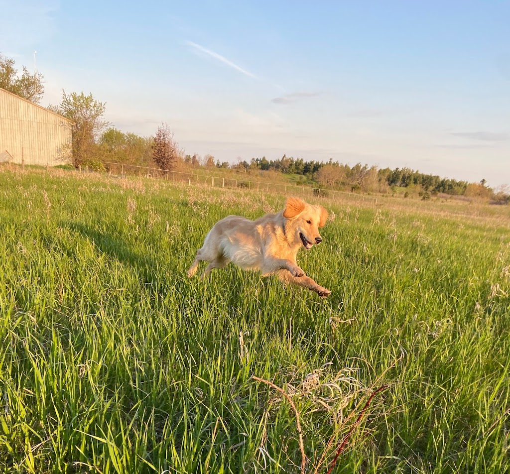Uberdog Ranch | 155 N Bethesda Rd RR #1, Baltimore, ON K0K 1C0, Canada | Phone: (416) 421-2040