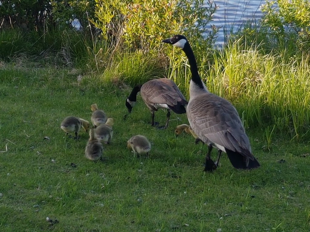 Heritage Wetlands Park | Sherwood Park, AB T8A, Canada
