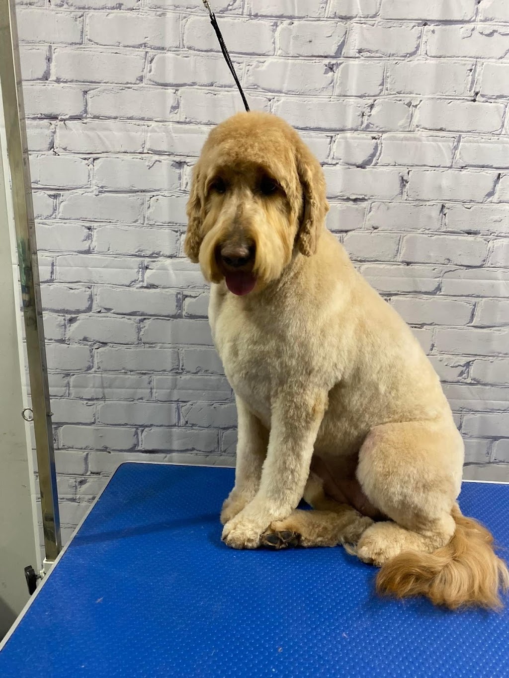 The Pet Parlour | 86 Boulder Blvd Bay 110, Stony Plain, AB T7Z 1V7, Canada | Phone: (780) 898-3720