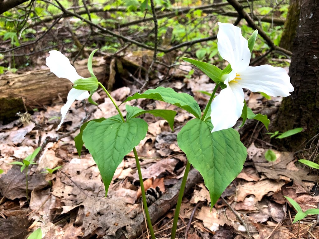 Durham Regional Forest | Concession Rd 7, Uxbridge, ON L9P 1R4, Canada | Phone: (905) 852-0095