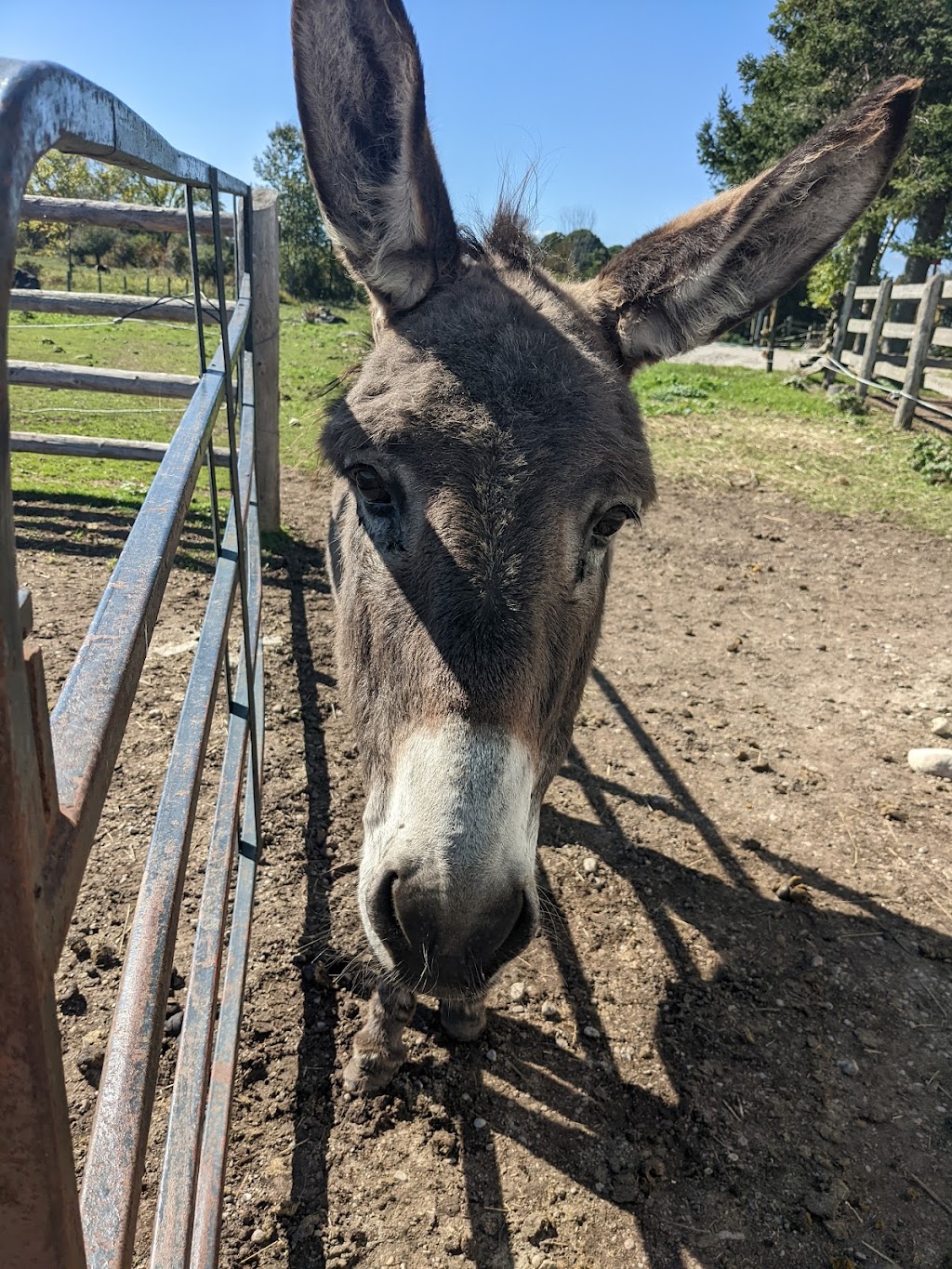 Donkey and Alpaca Experience | 136465 Grey County Rd 40, Chatsworth, ON N0H 1G0, Canada | Phone: (519) 477-0887