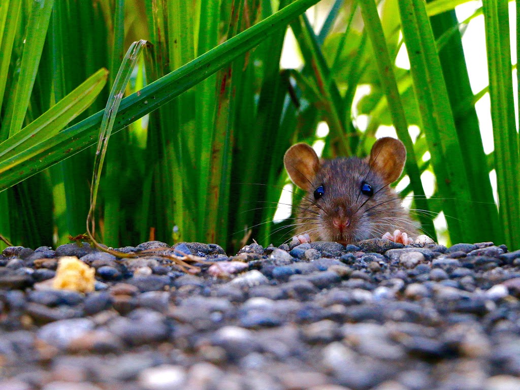 Progressive Pest Control | 31 Wiltshire Dr, Brantford, ON N3R 5B1, Canada | Phone: (226) 201-3749