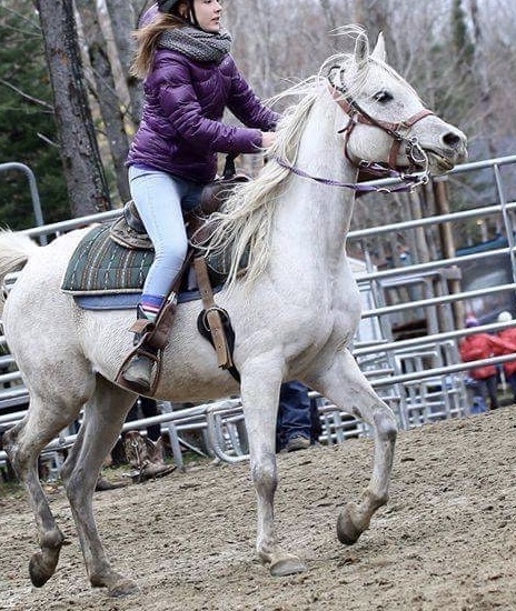 Domaine Léqui-Libre - Camp École Déquitation | 100 Chemin Wexford, Fossambault-sur-le-Lac, QC G3N 0M5, Canada | Phone: (418) 951-9002