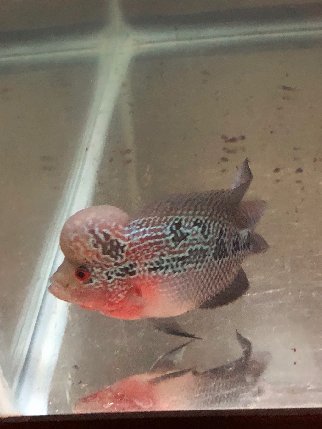 Discus fish wholesale in bc | 11842 80 Ave, Delta, BC V4C 1Y2, Canada | Phone: (604) 862-1102