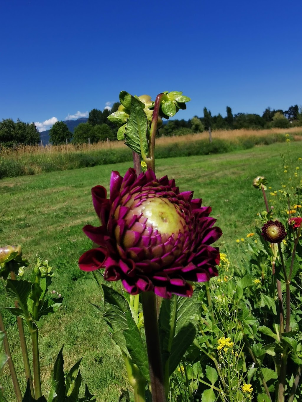 Cowichan Farm & Food Hub | 2431 Beverly St, Duncan, BC V9L 3A1, Canada | Phone: (250) 597-8200