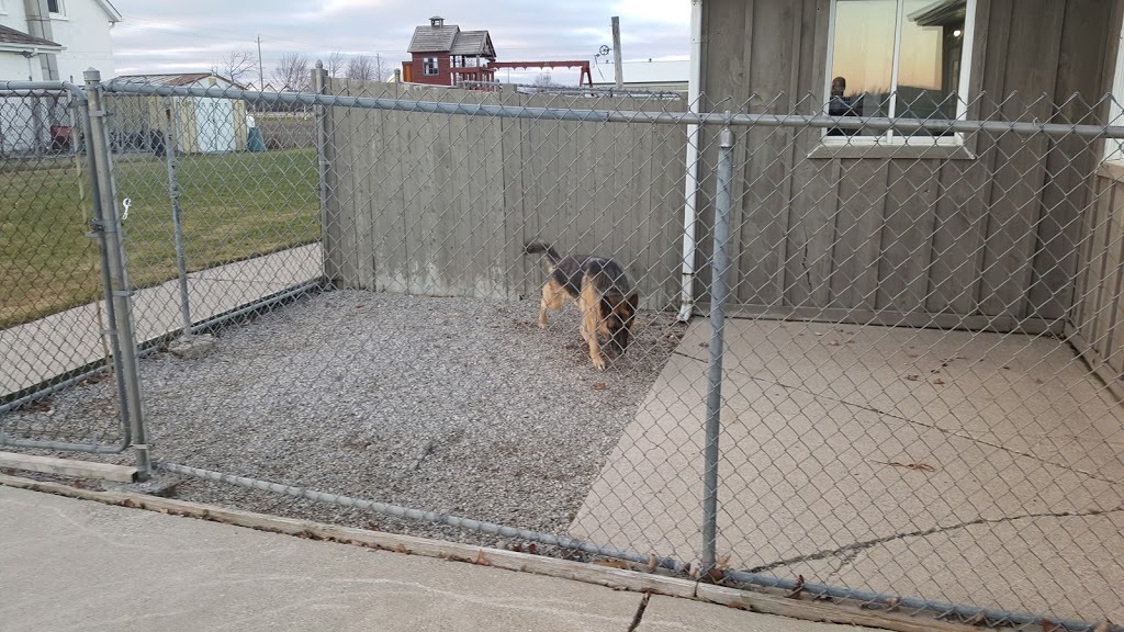 Collistar Kennels | 1522 Concession Rd 12, Kincardine, ON N0H 0A0, Canada | Phone: (519) 389-6605