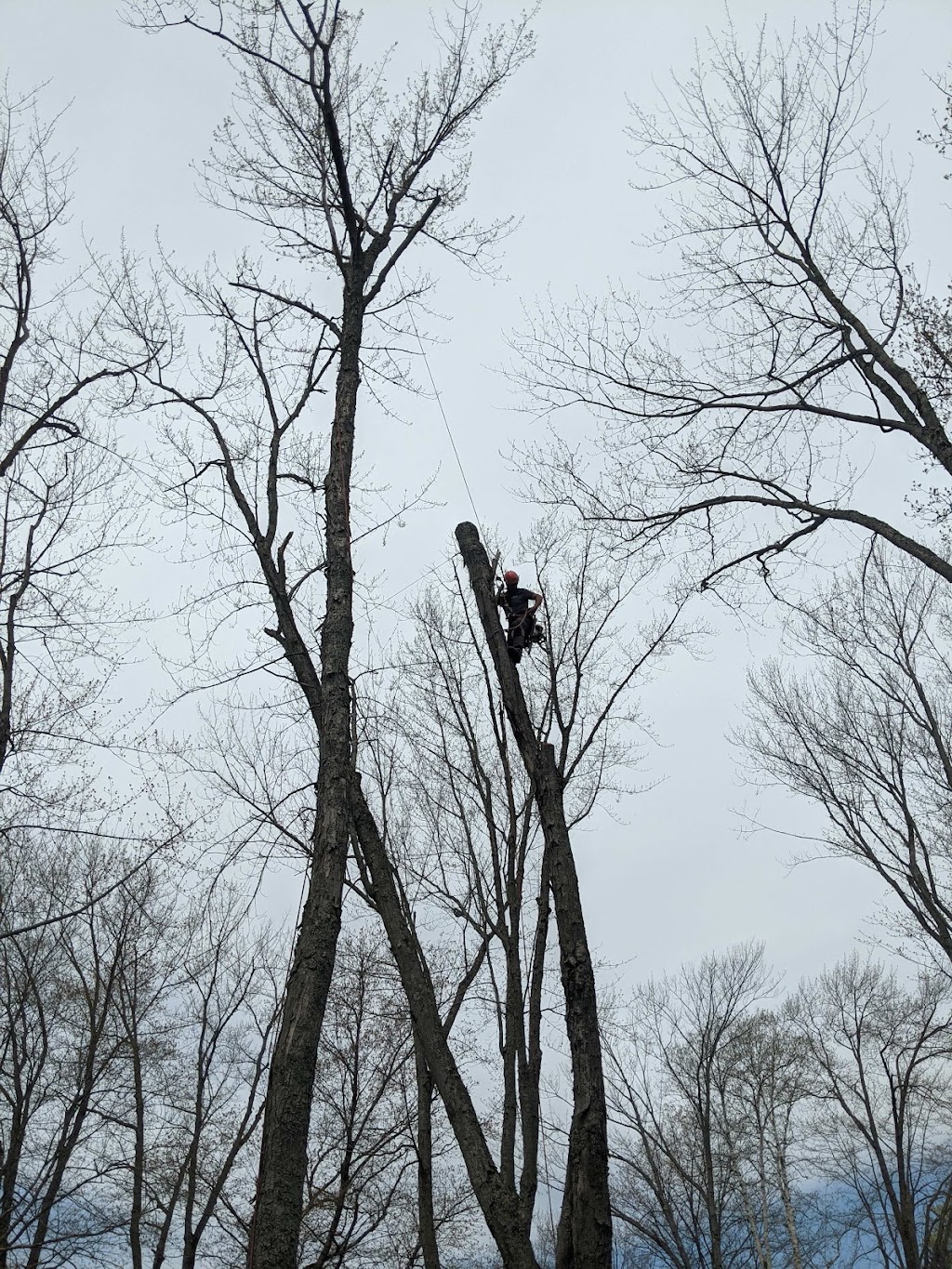 Arboriculture Thibault Inc. | 2994 Rte de lAéroport, Québec, QC G3K 1B3, Canada | Phone: (418) 657-0862