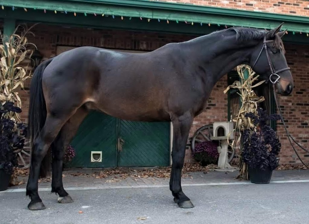 Stoney Ridge Stable | Line 12 N, Oro-Medonte, ON L0K 1E0, Canada | Phone: (705) 718-8062