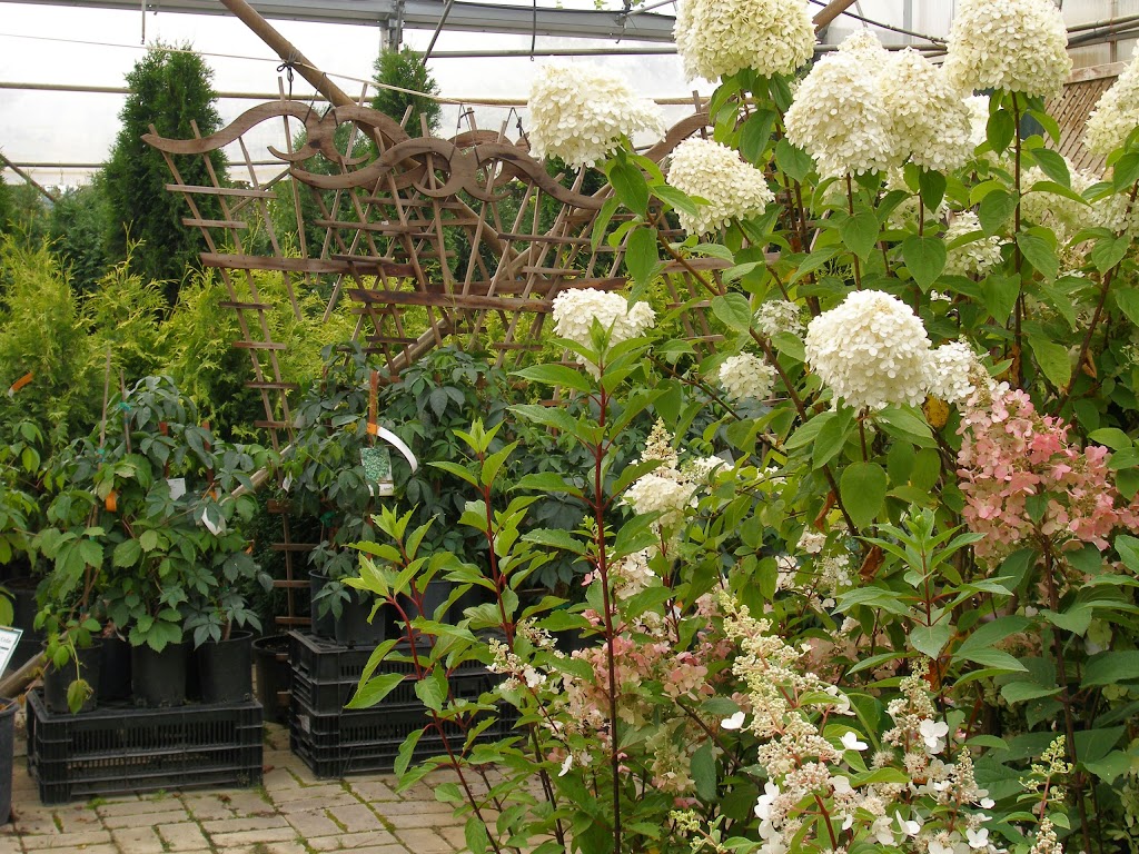 Local Nursery Ltd | 26515A, Township Rd 514, Spruce Grove, AB T7Y 1G1, Canada | Phone: (780) 987-9133