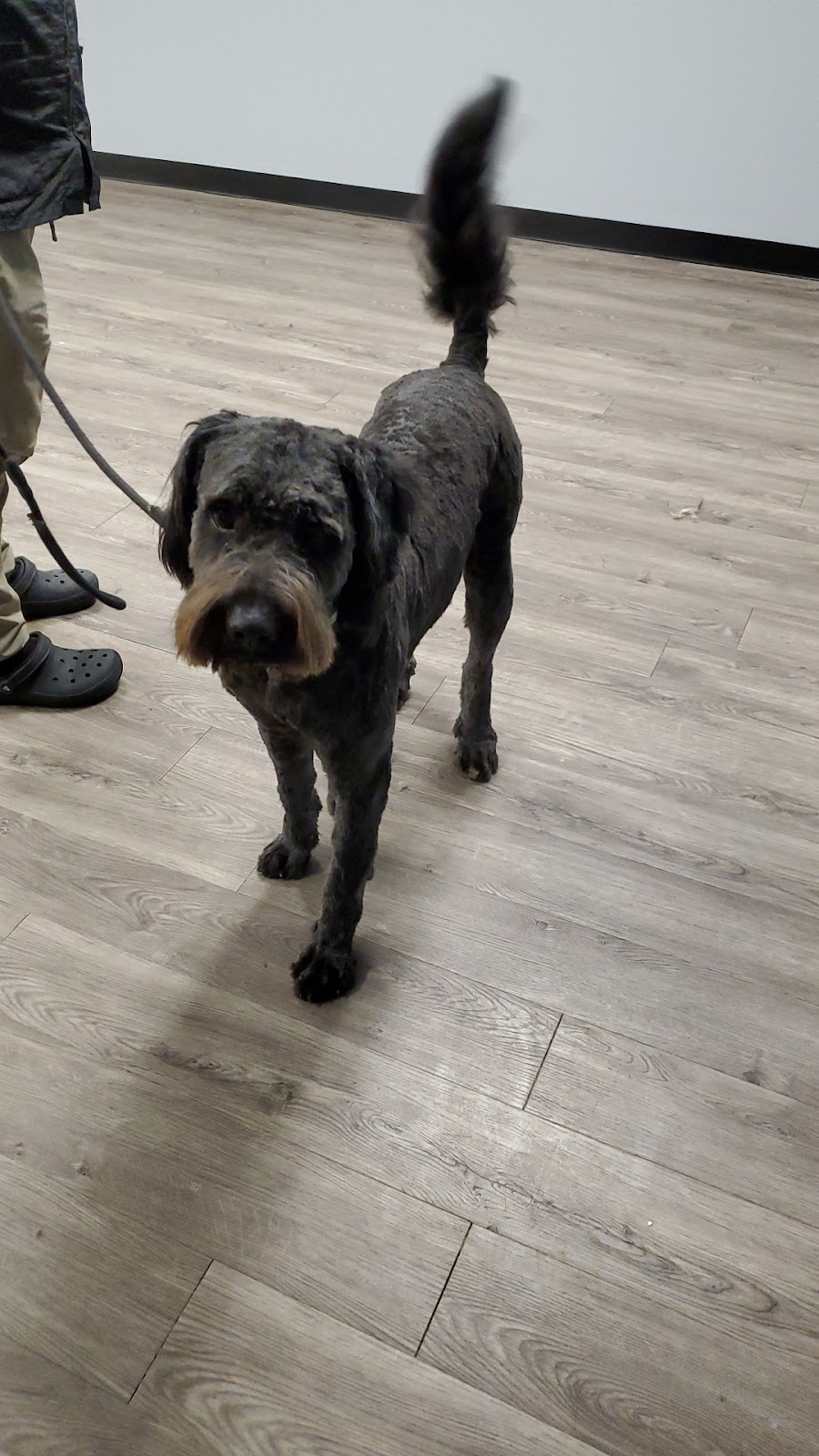 Bridlewood Pet Grooming | 2525 Bridlecrest Way SW #75, Calgary, AB T2Y 5J4, Canada | Phone: (403) 321-3647