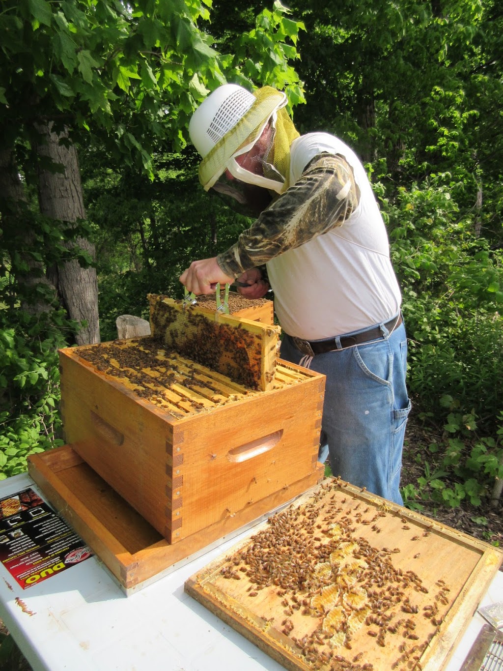 BLB Honey & Beekeeping Supplies | 102 Metcalfe Ave, Dresden, ON N0P 1M0, Canada | Phone: (519) 683-4363