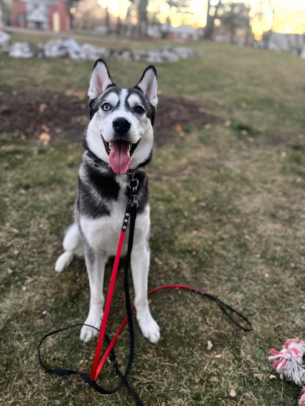 Uplands Pet Service | 29 Fox Hunt Ave, Ottawa, ON K1V 0B1, Canada | Phone: (343) 204-1585
