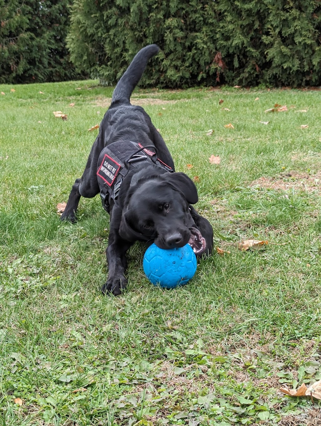 Penser Chien | 1132 Rang du Brûlé, Saint-Antoine-sur-Richelieu, QC J0L 1R0, Canada | Phone: (438) 883-0915