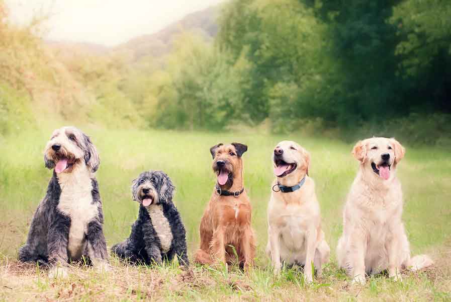 The Dogs Inn | 9720 5 Sideroad, Milton, ON L9T 7K8, Canada | Phone: (905) 876-0343