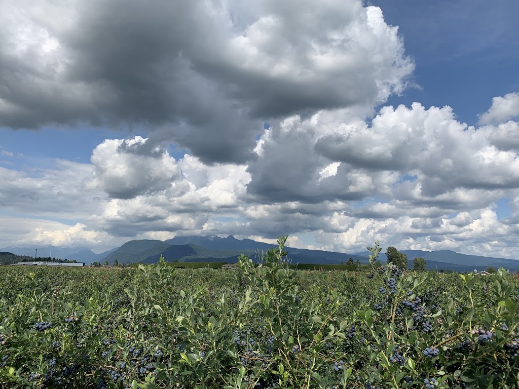 Middelveen Blueberry Farm | 13472 Harris Rd, Pitt Meadows, BC V3Y 2T3, Canada | Phone: (604) 459-8764