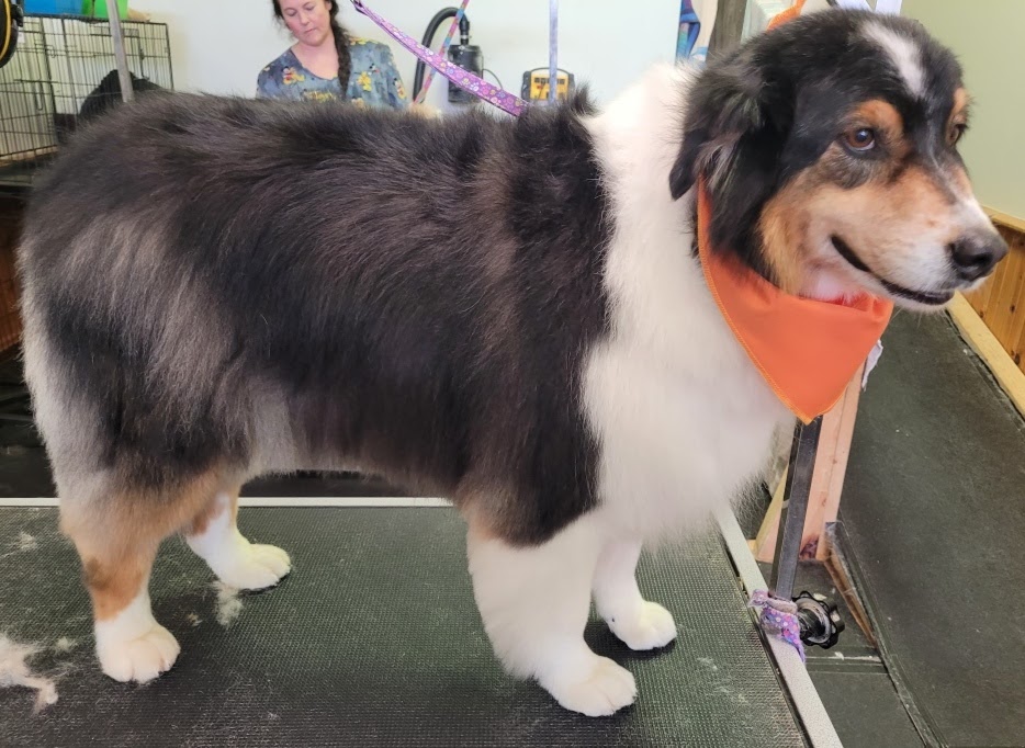 JenniFERS Grooming | 9 Queen St W, Elmvale, ON L0L 1P0, Canada | Phone: (705) 322-9583
