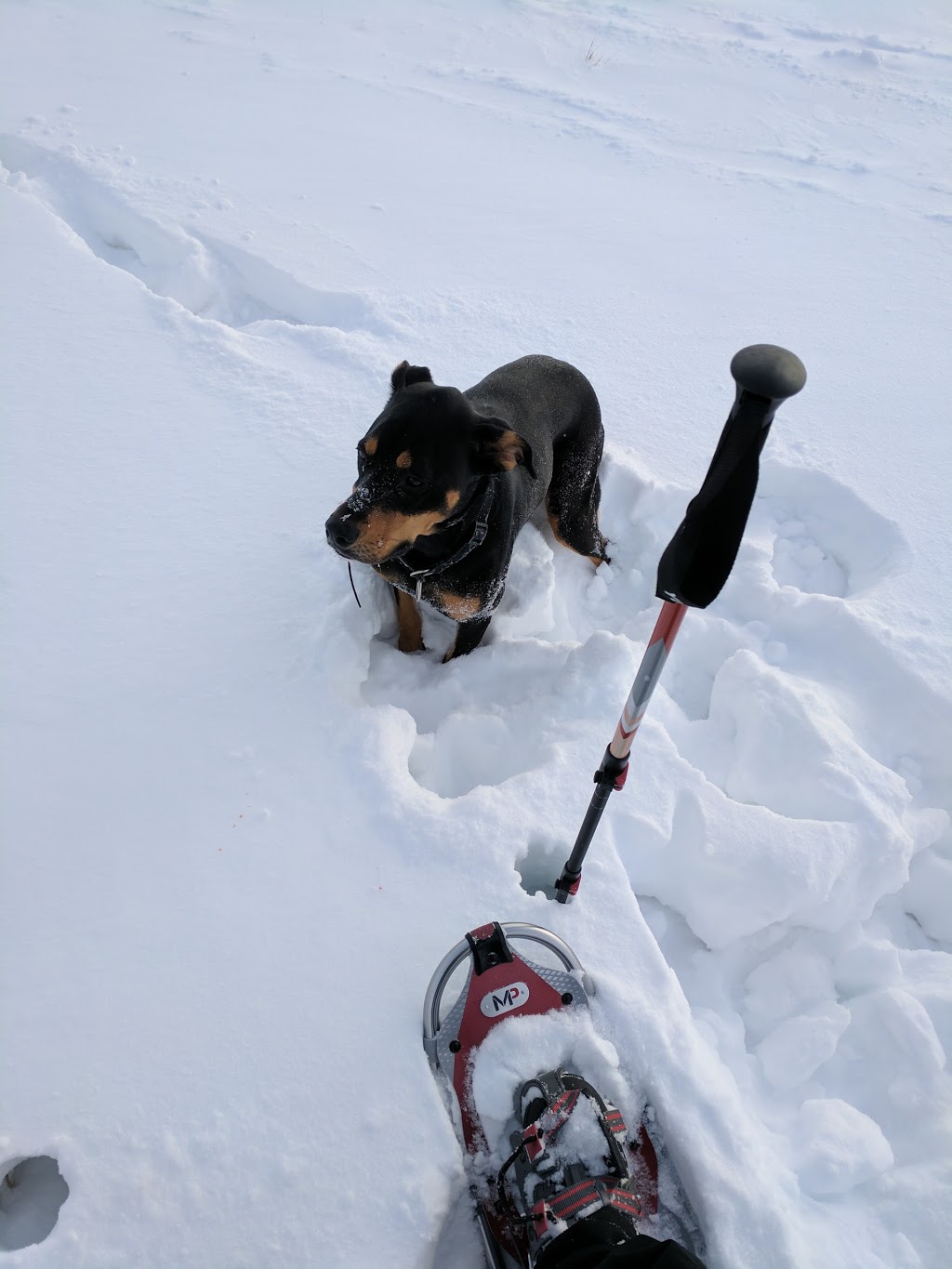 Brenda Leipsic Off-leash Dog Park | Hurst Way, Winnipeg, MB R3T 0W7, Canada | Phone: (877) 311-4974