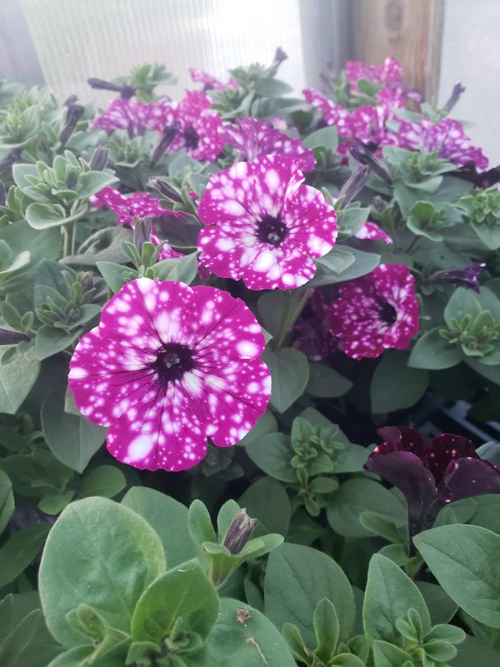 Green Acres Greenhouse | 400067 AB-761, Leslieville, AB T0M 1H0, Canada | Phone: (403) 729-2585