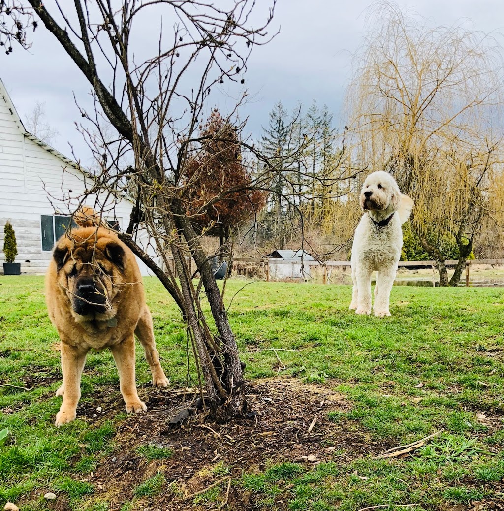 Dogs On A Mission | 26335 56 Ave, Langley City, BC V4W 3M9, Canada | Phone: (778) 551-0109