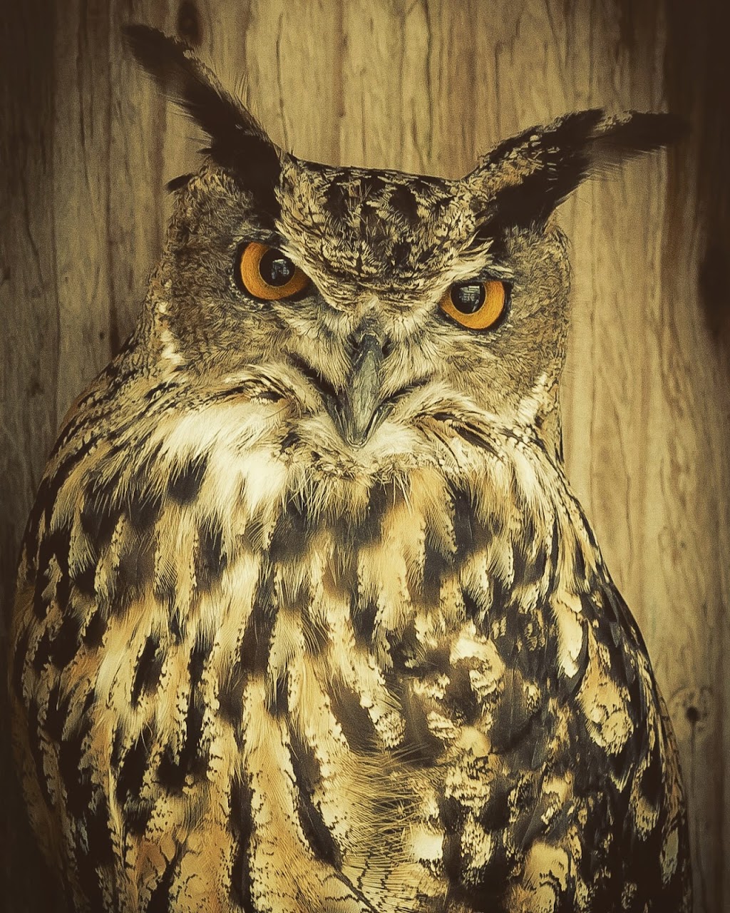 Hawkeye Bird and Animal Control & Falconry Experience Acton | 5048 erin, 1 Line, Acton, ON L7J 2L9, Canada | Phone: (416) 429-5393