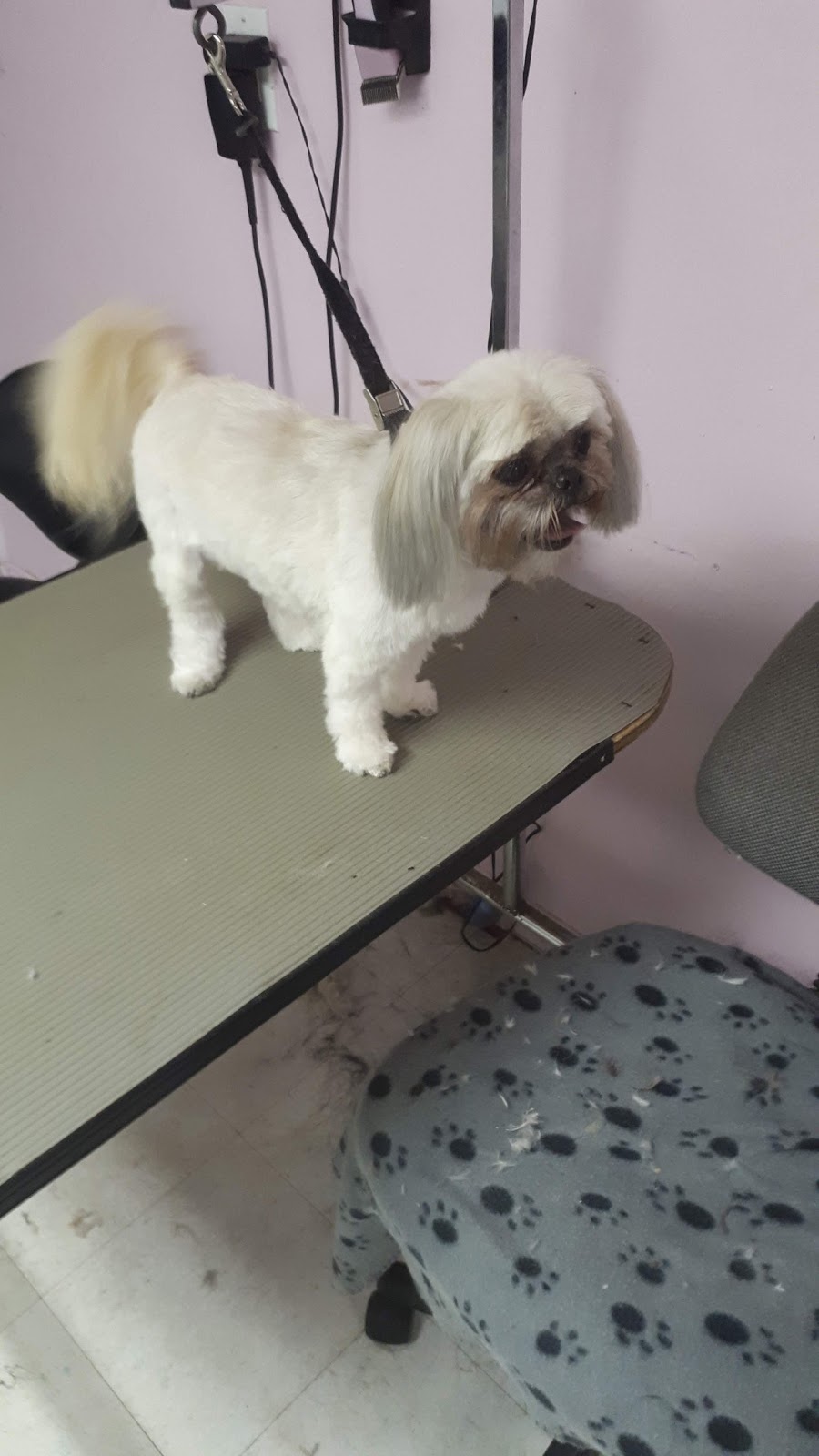 A La Fantaisie Animale | 71 Rue Notre Dame E, Trois-Rivières, QC G8T 4B9, Canada | Phone: (819) 701-3056