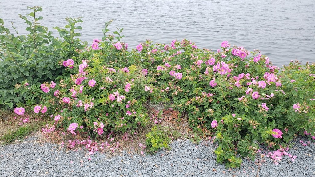 Mahone Bay Visitors Information Centre | 165 Edgewater St, Mahone Bay, NS B0J 2E0, Canada | Phone: (902) 624-6151