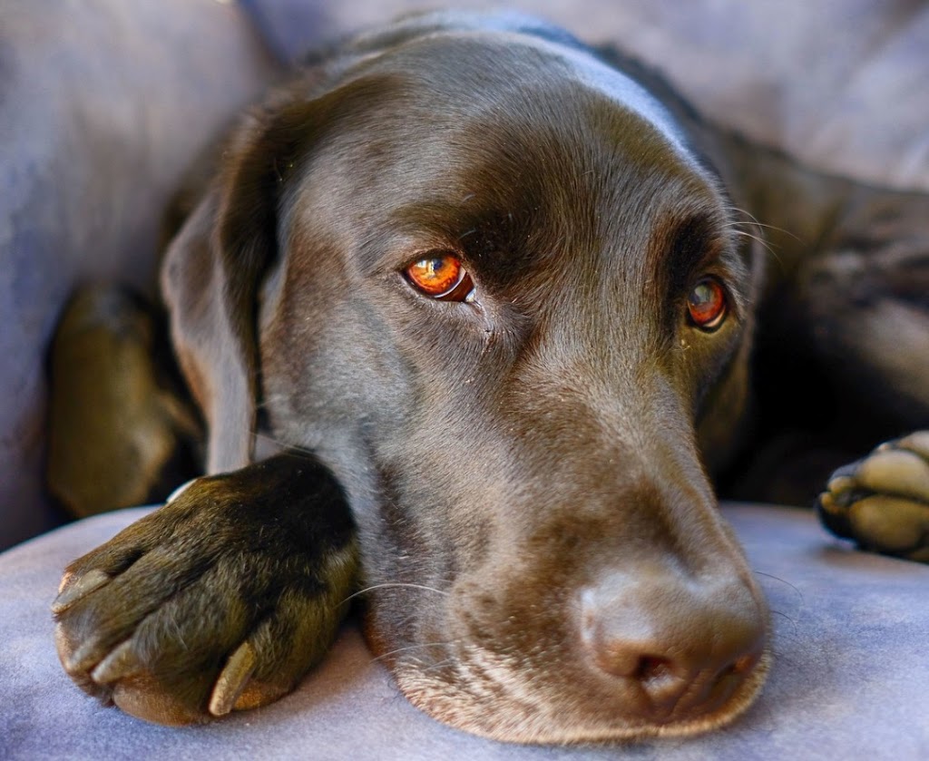 Kincardine Veterinary Svc | 74 Saratoga Rd, Kincardine, ON N2Z 2X3, Canada | Phone: (519) 396-2071