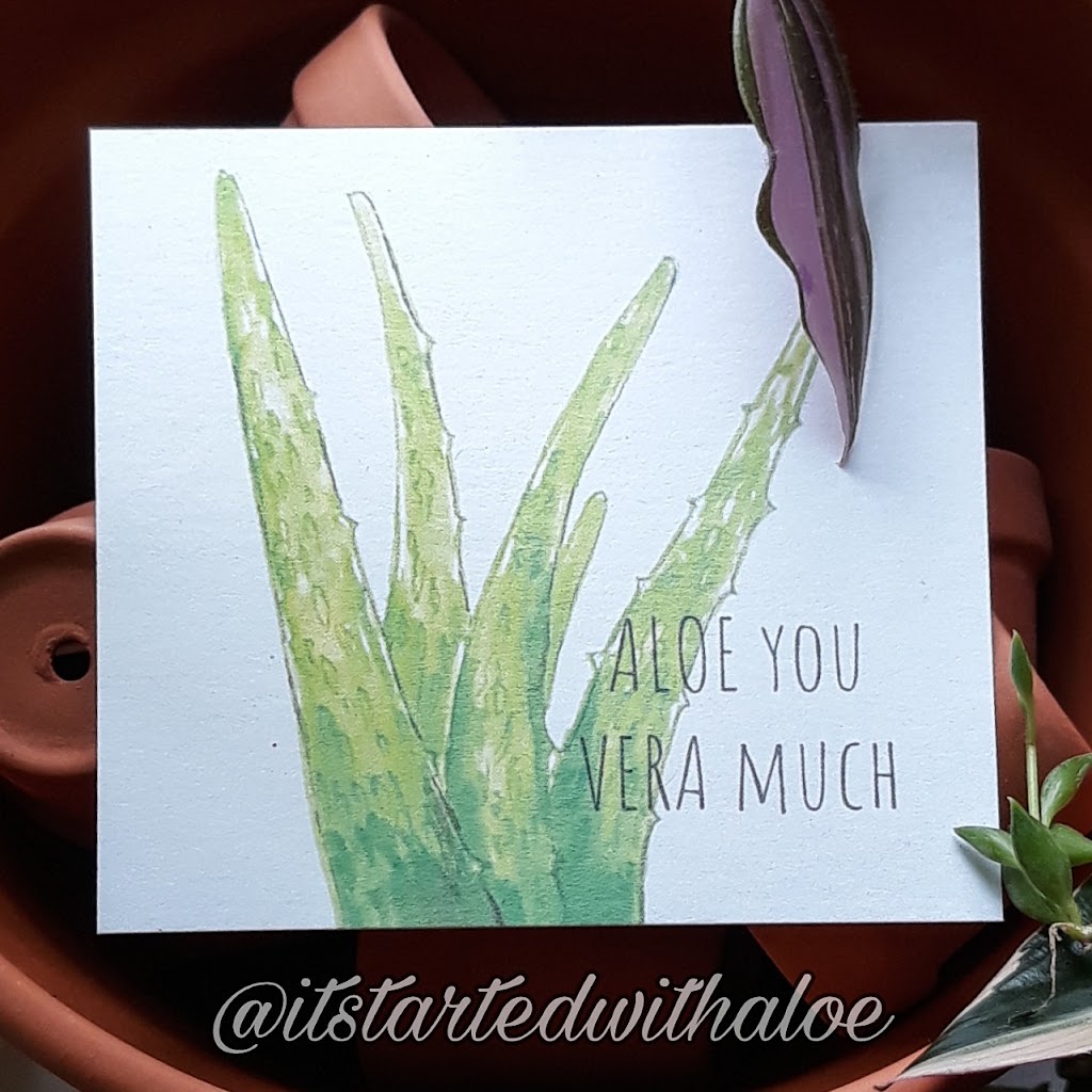Plant Designs by Merry | 2093 Bur Oak Ave, Markham, ON L6E 0C5, Canada | Phone: (416) 648-5956
