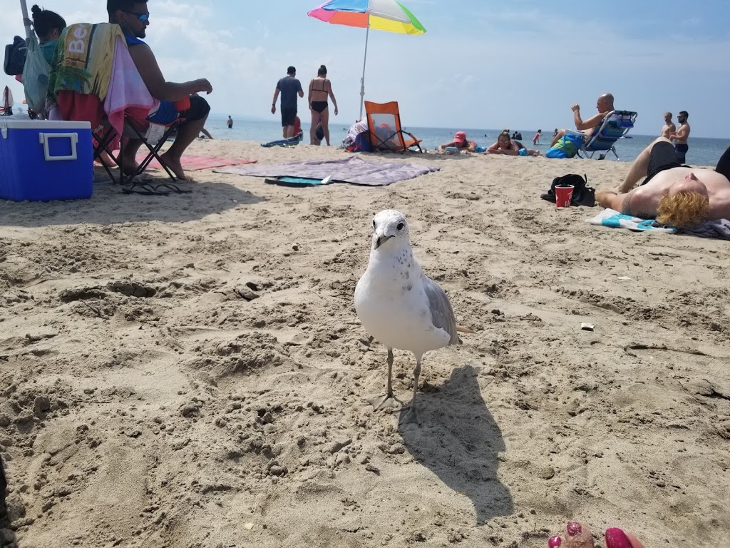 Wasaga Beach Provincial Park - Beach Area 1 | Jenetta St, Wasaga Beach, ON L9Z 2V9, Canada | Phone: (705) 429-2516
