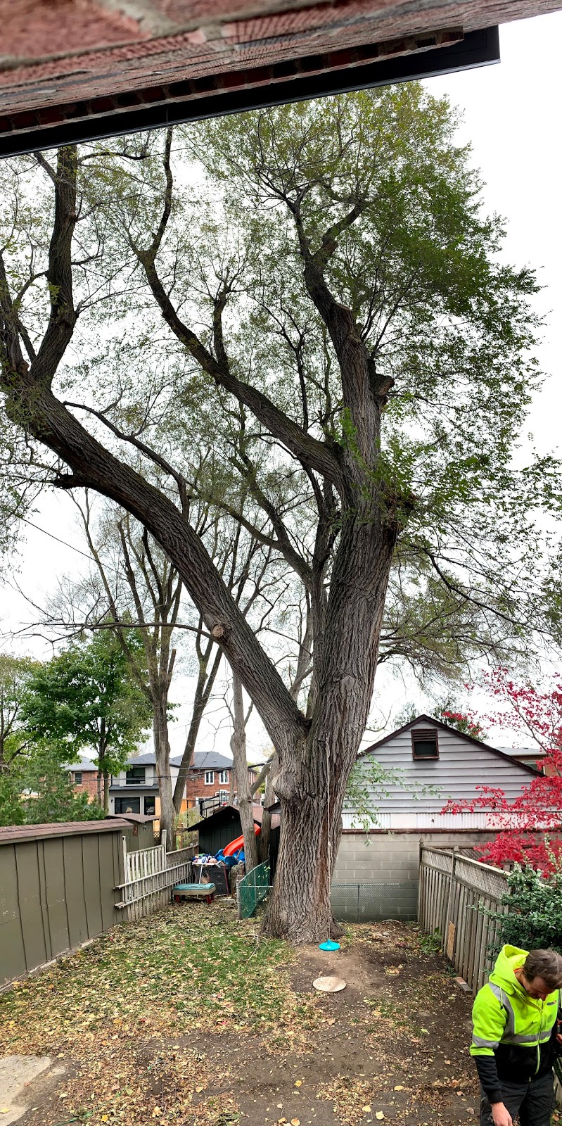Advanced Tree Care | 1598 Queensville Side Rd, Queensville, ON L0G 1R0, Canada | Phone: (905) 478-2300