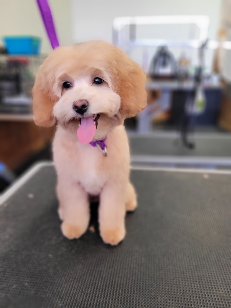 JenniFERS Grooming | 9 Queen St W, Elmvale, ON L0L 1P0, Canada | Phone: (705) 322-9583