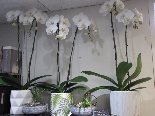 Fresh N Fabulous Flowers and Gifts | 110 Islewood Dr, Bowser, BC V0R 1G0, Canada | Phone: (250) 752-8856