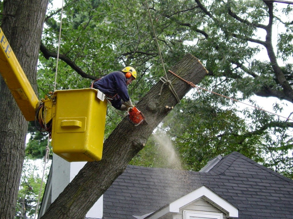 Glenwood Tree Service Inc. | 663 Winston Churchill Blvd, Mississauga, ON L5J 4P9, Canada | Phone: (905) 855-8711