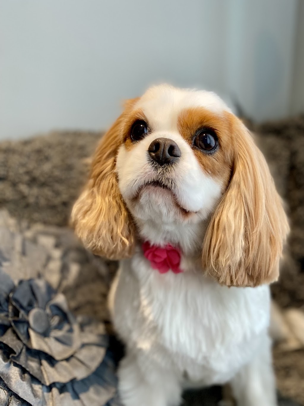 A Tail Above Grooming | 65974 Ogilview Dr, Hope, BC V0X 1L1, Canada | Phone: (604) 869-1738