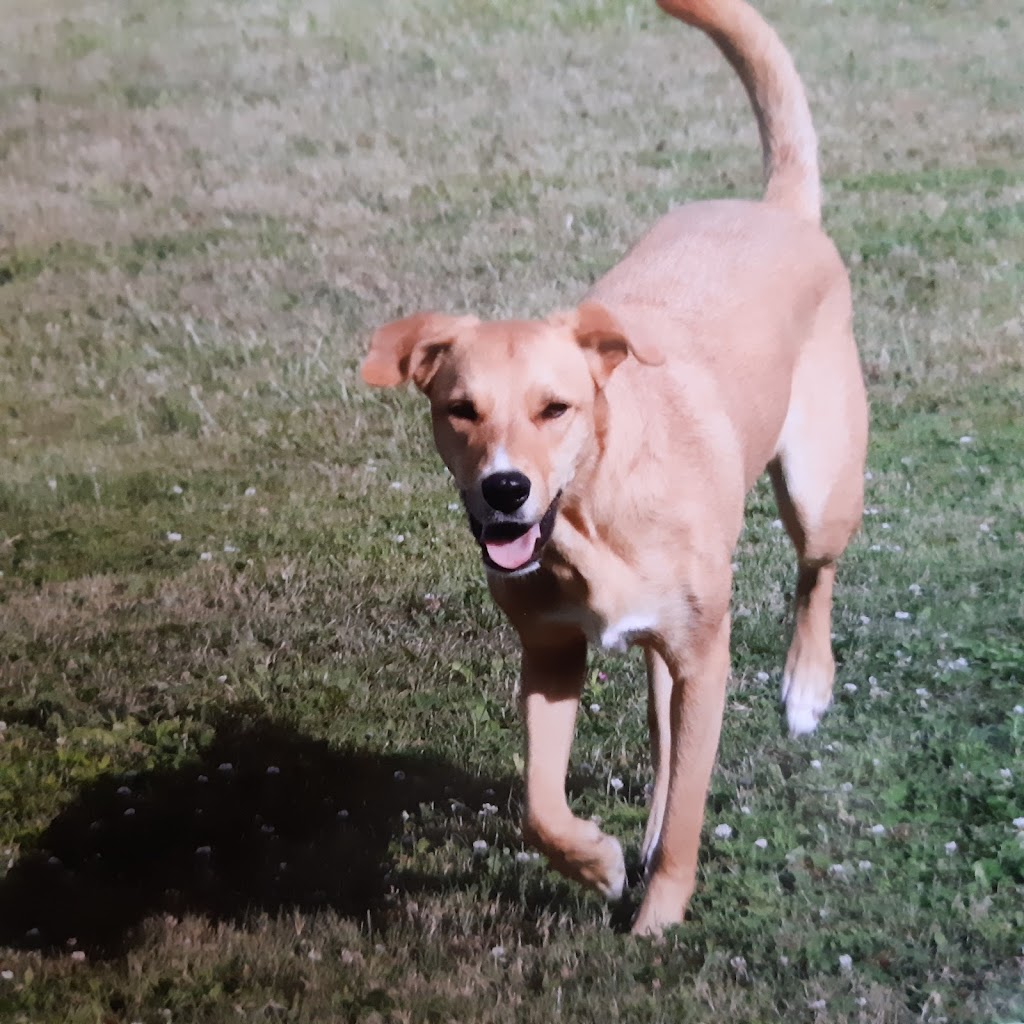 Mississauga Mutts Dog Walking | Gripsholm Rd, Mississauga, ON L4Y 2G9, Canada | Phone: (289) 633-6630