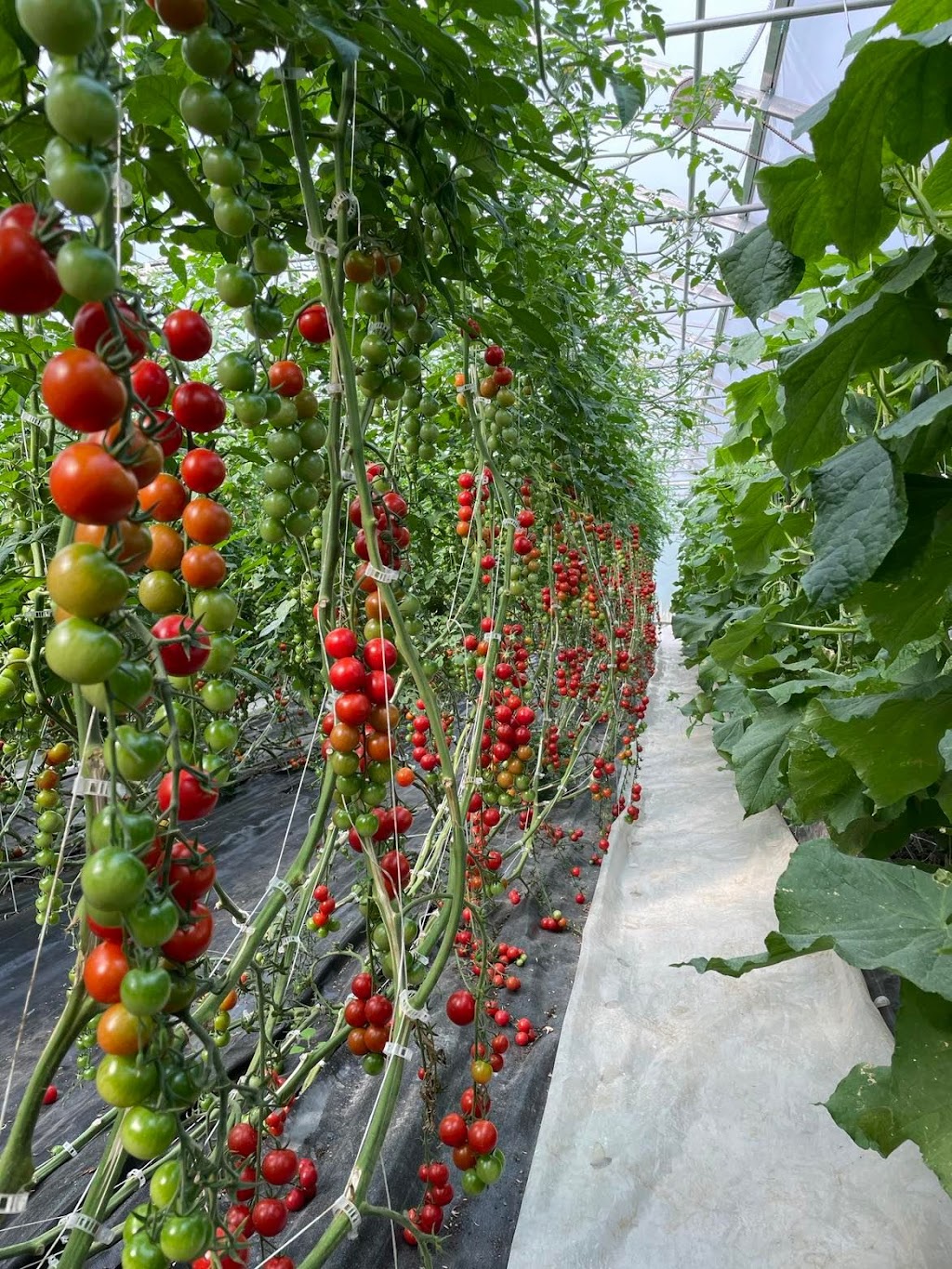 Ferme la terre entière | 1451 Chem. dAnjou, Boucherville, QC J4B 5E4, Canada | Phone: (438) 394-5227
