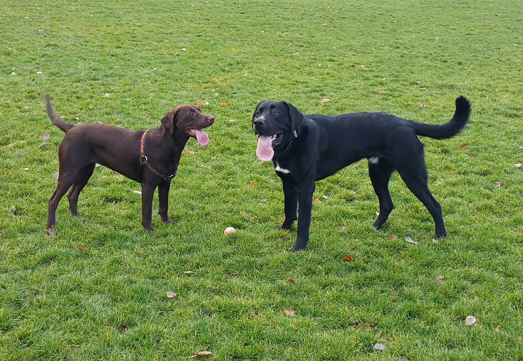 Pemberton Dog Park | Gonzales Ave, Victoria, BC V8S, Canada
