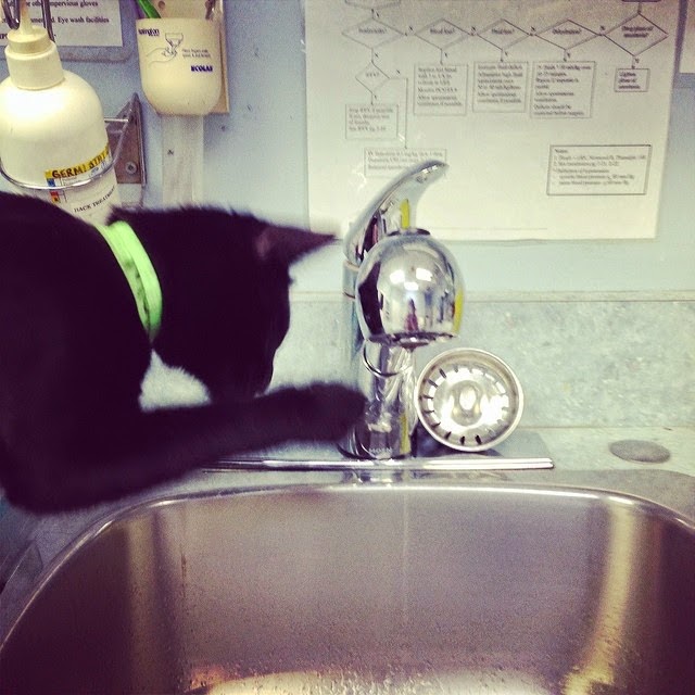 Pacific Cat Clinic | 3555 Ravine Way, Victoria, BC V8X 4Z1, Canada | Phone: (250) 475-2287