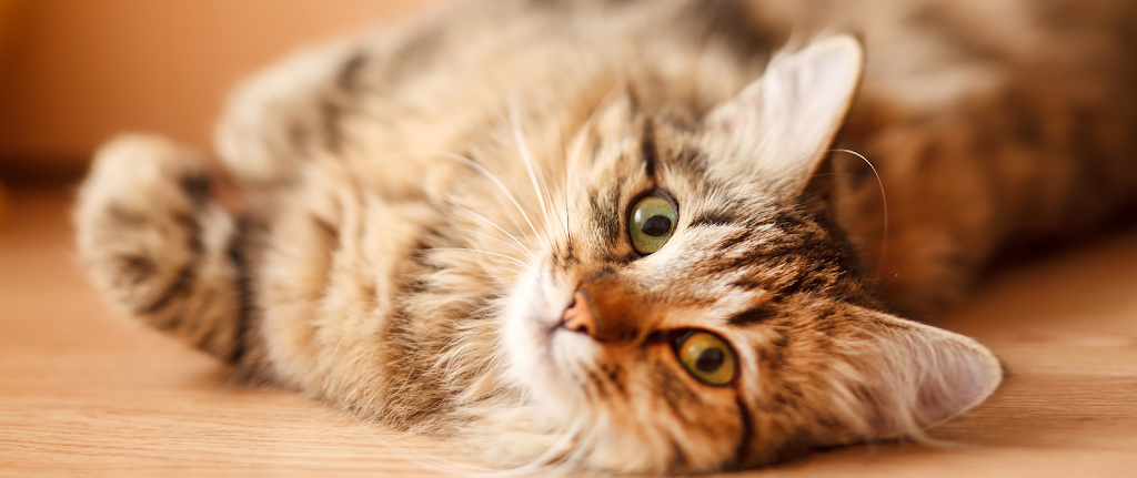 Northgate Animal Hospital | 2438 9th Ave N, Regina, SK S4R 7W3, Canada | Phone: (306) 543-7500