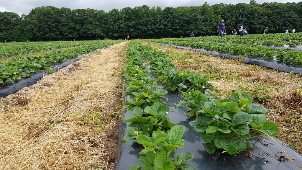 Barrie Hill Farms | 2935 Barrie Hill Rd, Springwater, ON L9X 1S8, Canada | Phone: (705) 728-0571
