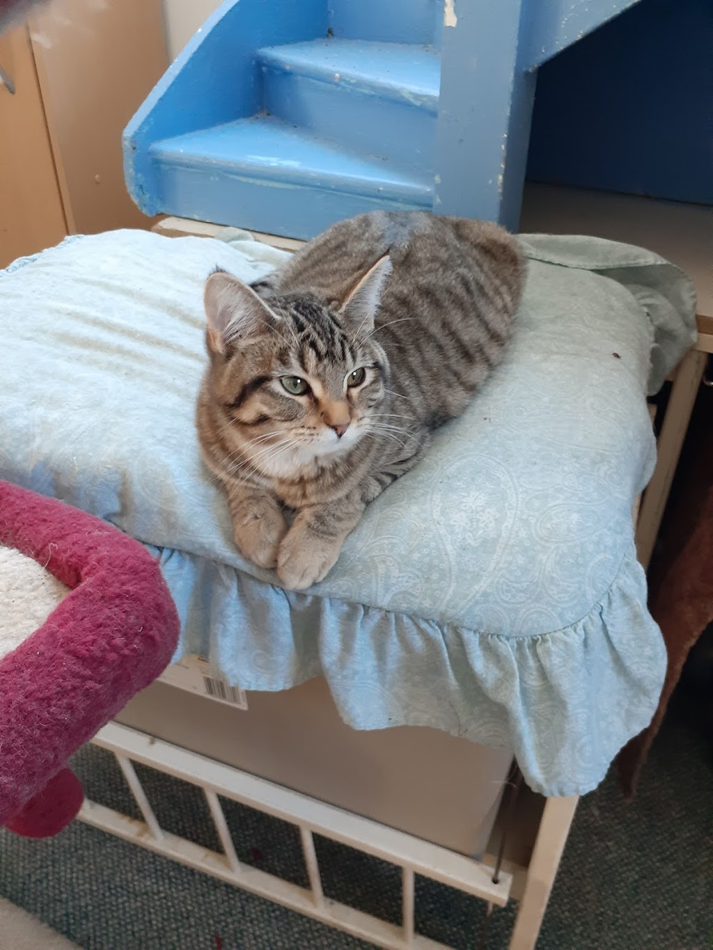 Nagara kitten ranch Rescues | 252036 Range Rd 261, Lyalta, AB T1P 1K3, Canada | Phone: (403) 650-1552