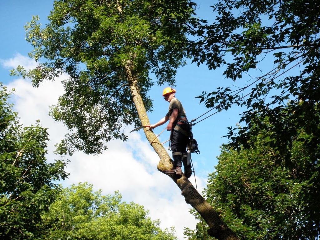 Kurt Penwarden Tree Services | 83051 Southgate Road 08, Mount Forest, ON N0G 2L0, Canada | Phone: (519) 323-1416