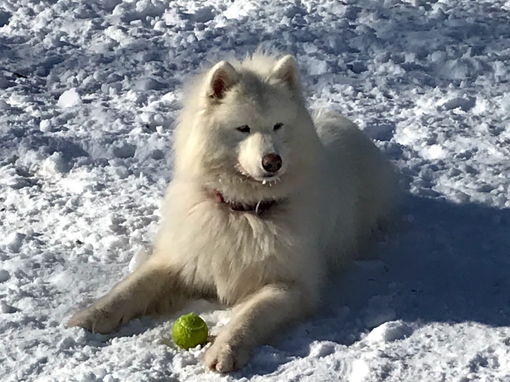 Aces High Dog Services | 162 Berry Rd, Etobicoke, ON M8Y 1W5, Canada | Phone: (416) 702-4106