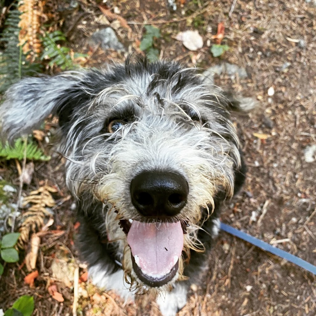 Pacific Dogwood Dogs | Adventure Dog Walker & Boarding | 2866 Leigh Rd, Langford, BC V9C 2P6, Canada | Phone: (250) 667-3704
