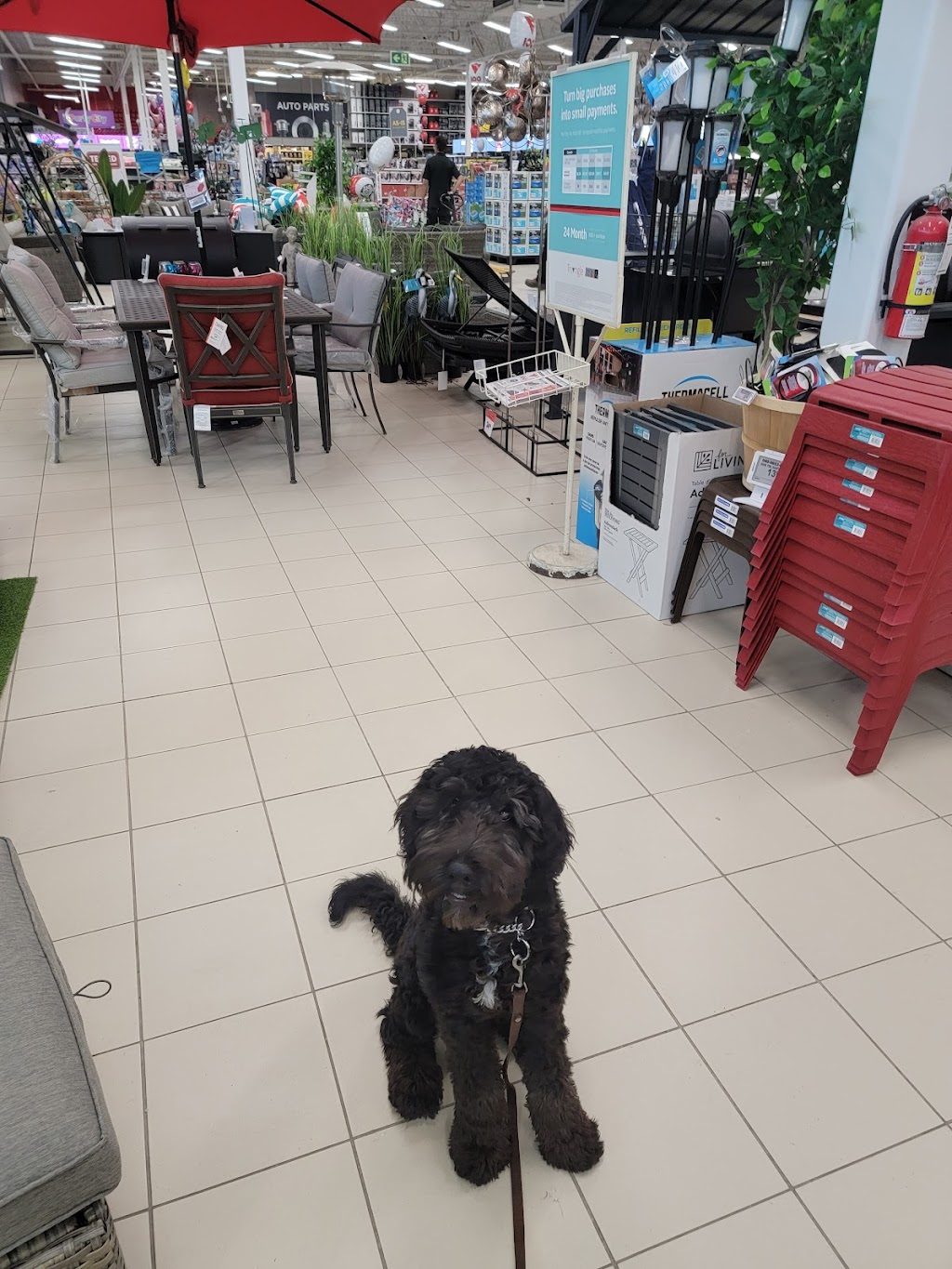 Durham Dog Training | 6150 Clemens Rd, Bowmanville, ON L1C 5R3, Canada | Phone: (365) 688-9070