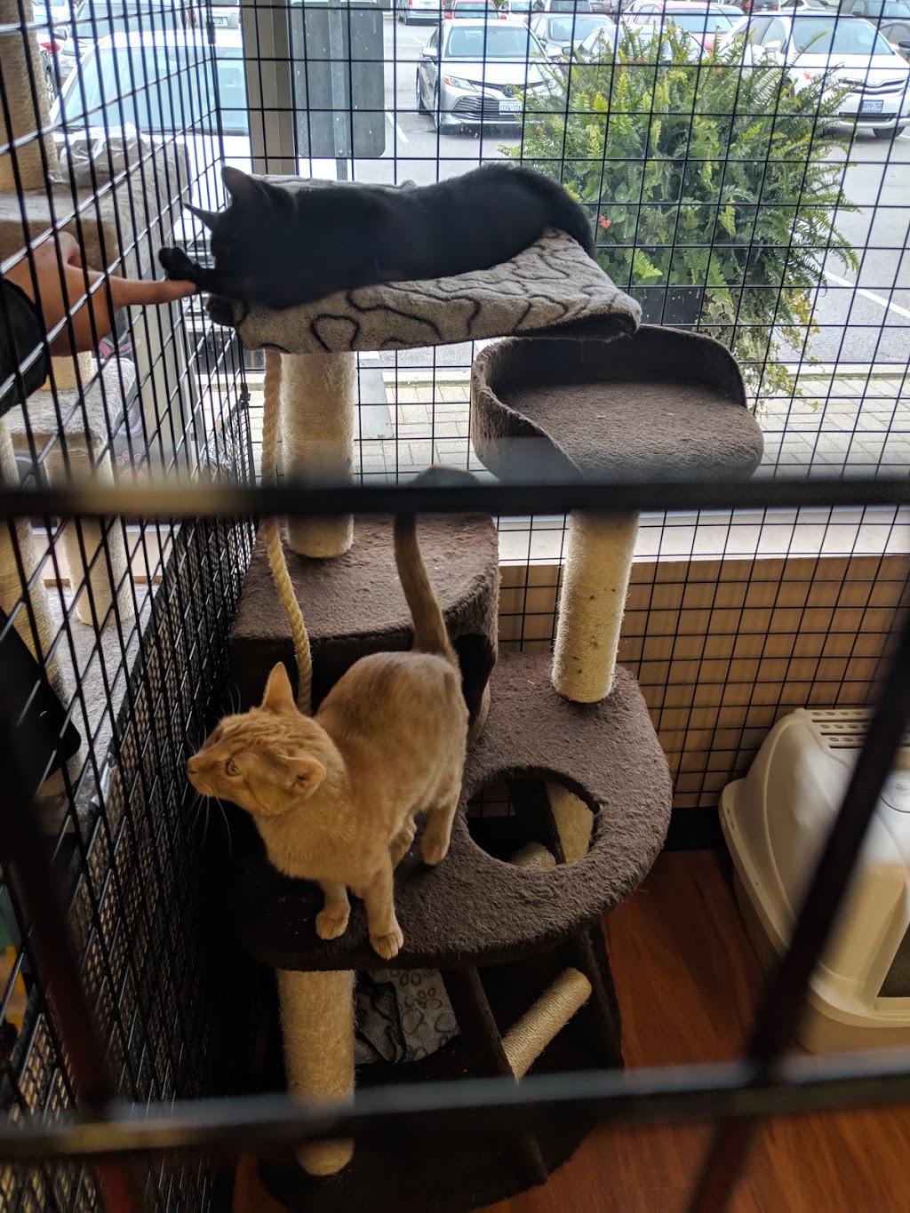 Pet Valu | 5029 Hurontario St, Mississauga, ON L4Z 3X7, Canada | Phone: (905) 501-1176