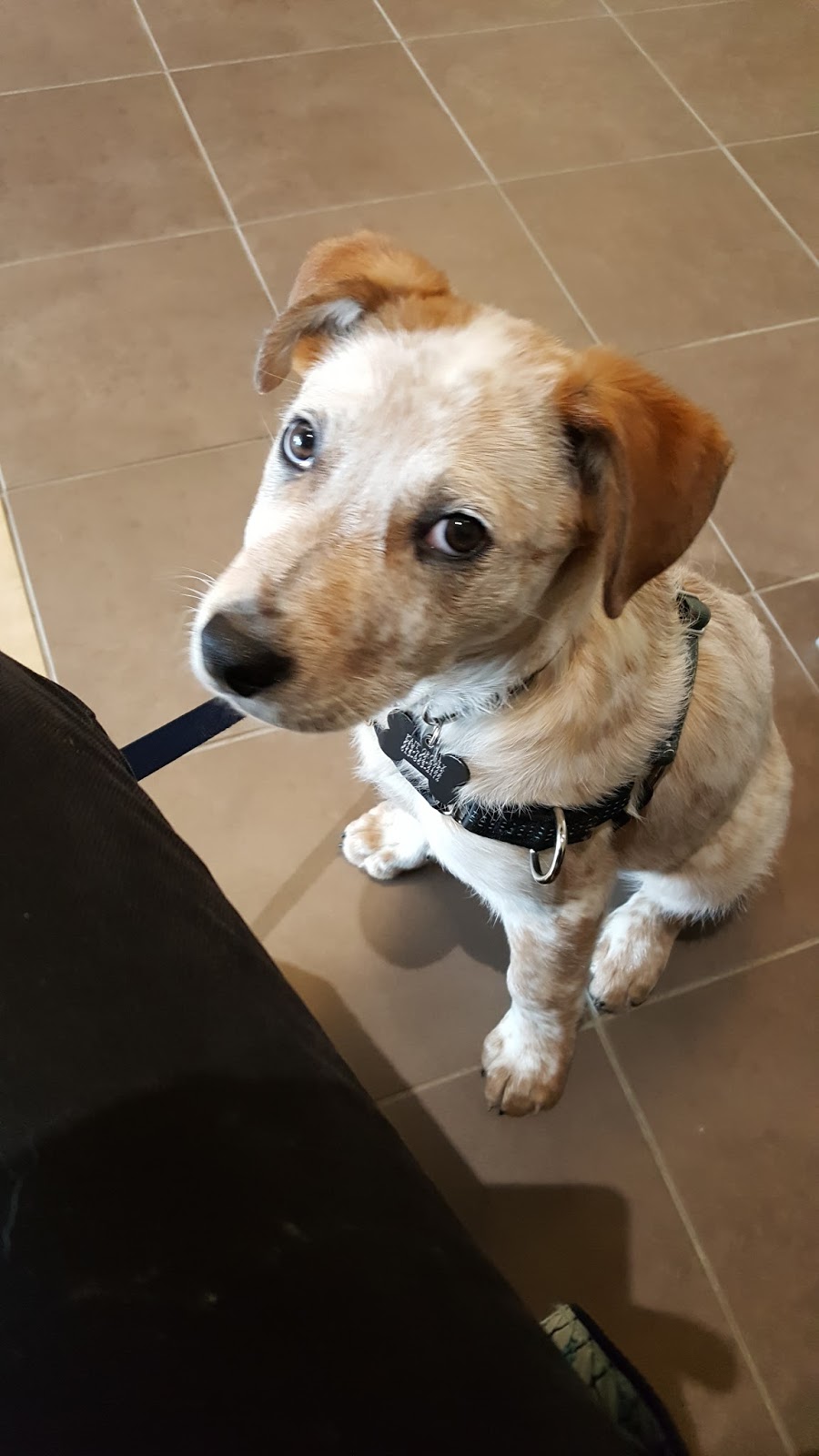 Chapel Hill Veterinary Clinic | 1615 Orléans Blvd, Orléans, ON K1C 7E2, Canada | Phone: (613) 834-5686
